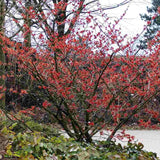 Alunul vrajitoarelor (Hamamelis intermedia) Rubin, arbust ornamental cu flori rosu intens parfumate iarna, alun vrajitoresc decorativ rezistent la ger  •