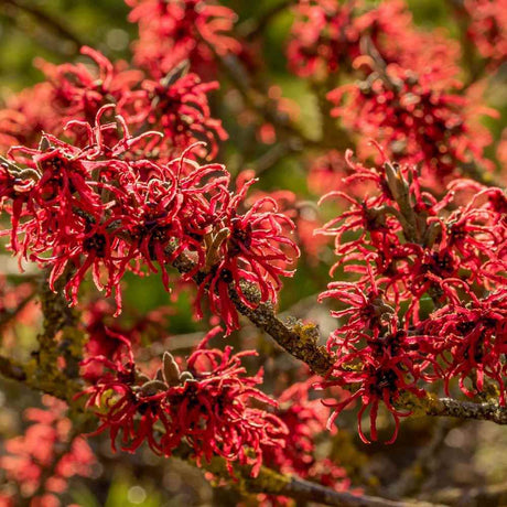 Alunul vrajitoarelor (Hamamelis intermedia) Diane, arbust ornamental cu flori rosu-aramiu parfumate iarna, rezistent la ger pentru gradina