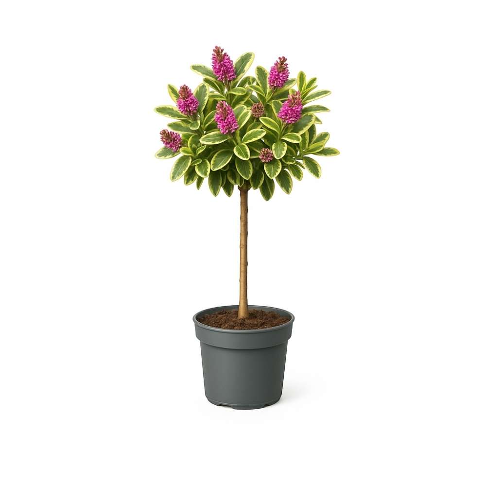 Hebe Adenda Variegata Classica Copacel, cu flori roz-mov si frunzis pestrit, vesnic verde, pentru balcon si terasa