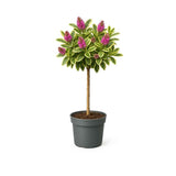 Hebe Adenda Variegata Classica Copacel, cu flori roz-mov si frunzis pestrit, vesnic verde, pentru balcon si terasa