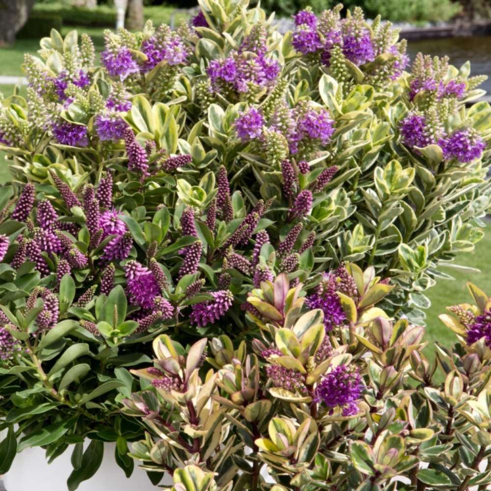 Hebe Adenda Variegata Classica Copacel, cu flori roz-mov si frunzis pestrit, vesnic verde, pentru balcon si terasa