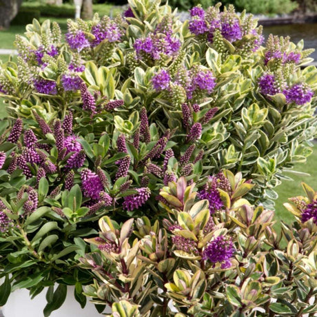 Hebe Adenda Variegata Classica Copacel, cu flori roz-mov si frunzis pestrit, vesnic verde, pentru balcon si terasa