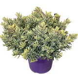 Hebe Andersonii Variegata, arbust decorativ pitic cu flori mov-roz, frunzis tricolor, ideal pentru borduri si ghivece, rezistenta ridicata la frig si seceta