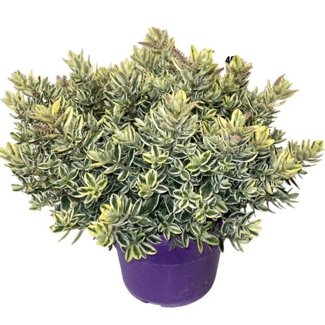 Hebe Andersonii Variegata, arbust decorativ pitic cu flori mov-roz, frunzis tricolor, ideal pentru borduri si ghivece, rezistenta ridicata la frig si seceta