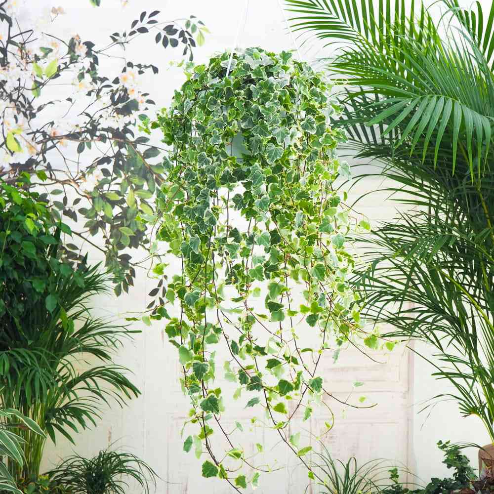Iedera Helix White Wonder, 110-120 cm, planta decorativa de apartament, curgatoare, purificatoare aer, usor de ingrijit