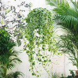 Iedera Helix White Wonder, 110-120 cm, planta decorativa de apartament, curgatoare, purificatoare aer, usor de ingrijit