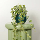 Iedera Helix White Wonder, 110-120 cm, planta decorativa de apartament, curgatoare, purificatoare aer, usor de ingrijit