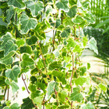 Iedera Helix White Wonder, 110-120 cm, planta decorativa de apartament, curgatoare, purificatoare aer, usor de ingrijit