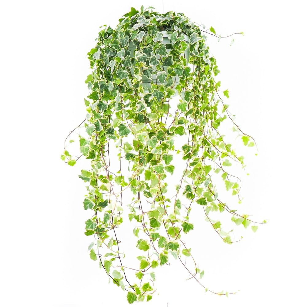 Iedera Helix White Wonder, 110-120 cm, planta decorativa de apartament, curgatoare, purificatoare aer, usor de ingrijit