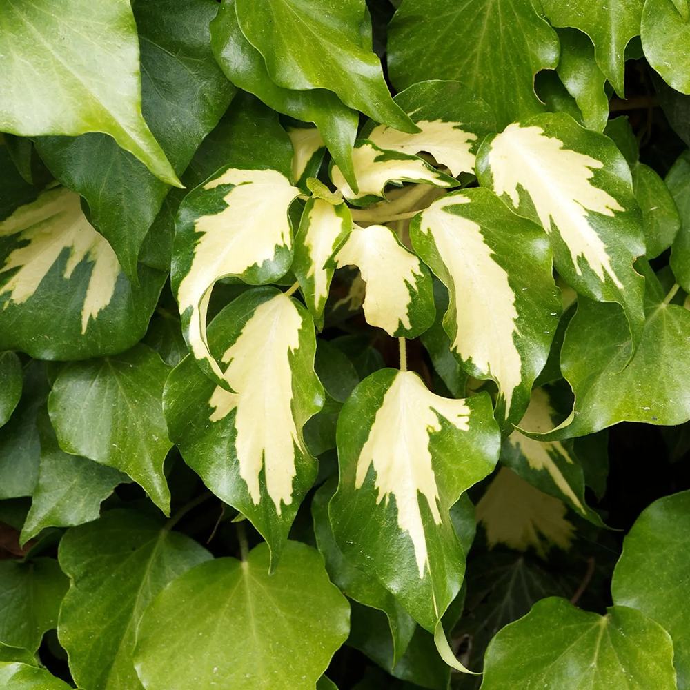 Iedera verde-galben palid Colchica Sulphur Heart, cataratoare, vesnic verde si flori mici