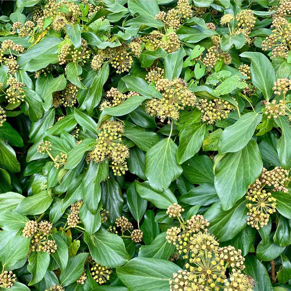 Iedera Fall Favourite (Hedera colchica Fall Favourite), cu frunze mari si flori mici galbene