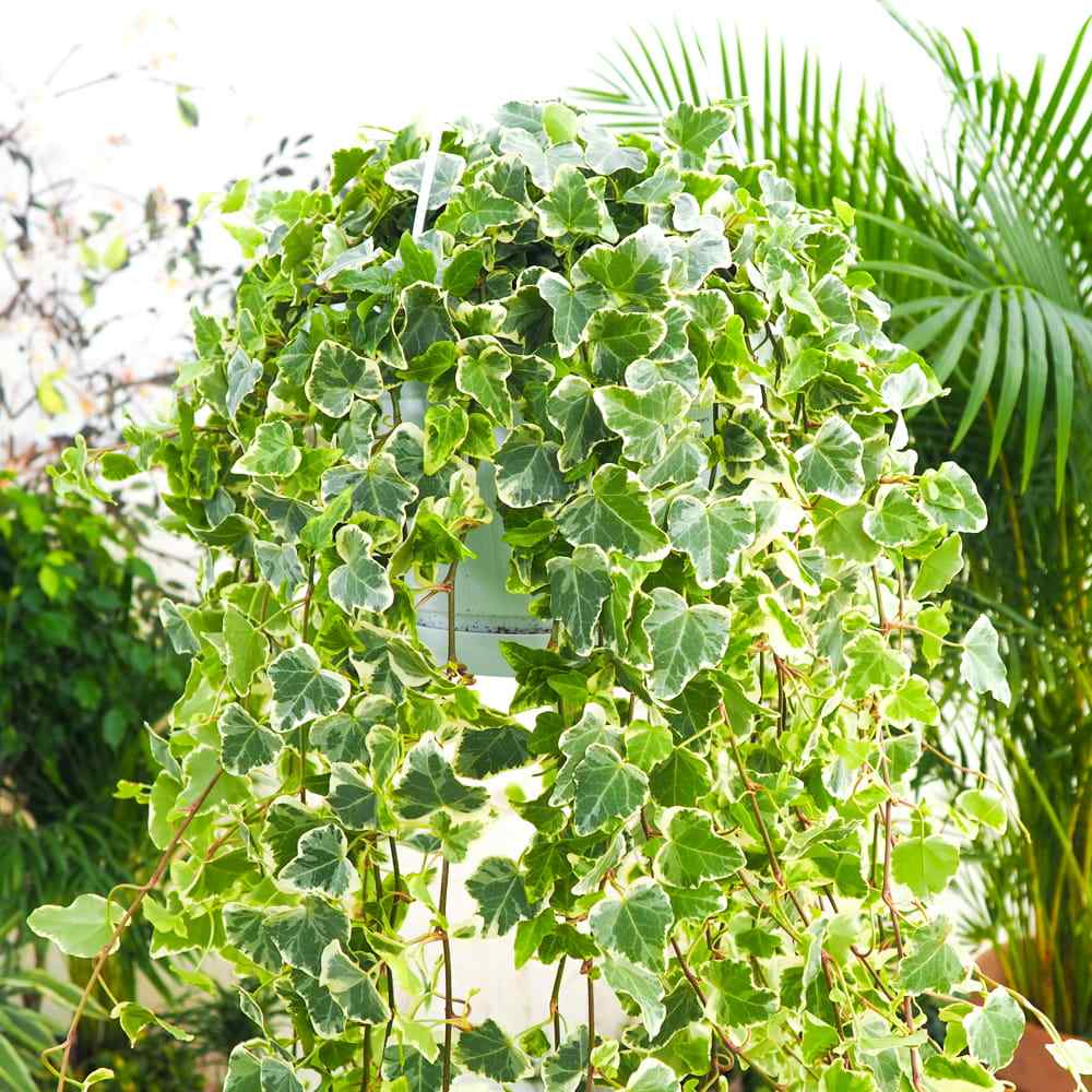 Iedera Helix White Wonder, 110-120 cm, planta decorativa de apartament, curgatoare, purificatoare aer, usor de ingrijit
