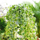 Iedera Helix White Wonder, 110-120 cm, planta decorativa de apartament, curgatoare, purificatoare aer, usor de ingrijit