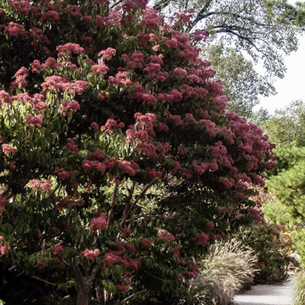 Arborele celor sapte fii (Heptacodium miconioides), arbust sau copac ornamental inalt, flori parfumate august septembrie, calicii rosii de toamna, rezistent la ger