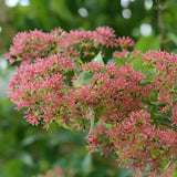 Arborele celor sapte fii (Heptacodium miconioides), arbust sau copac ornamental inalt, flori parfumate august septembrie, calicii rosii de toamna, rezistent la ger