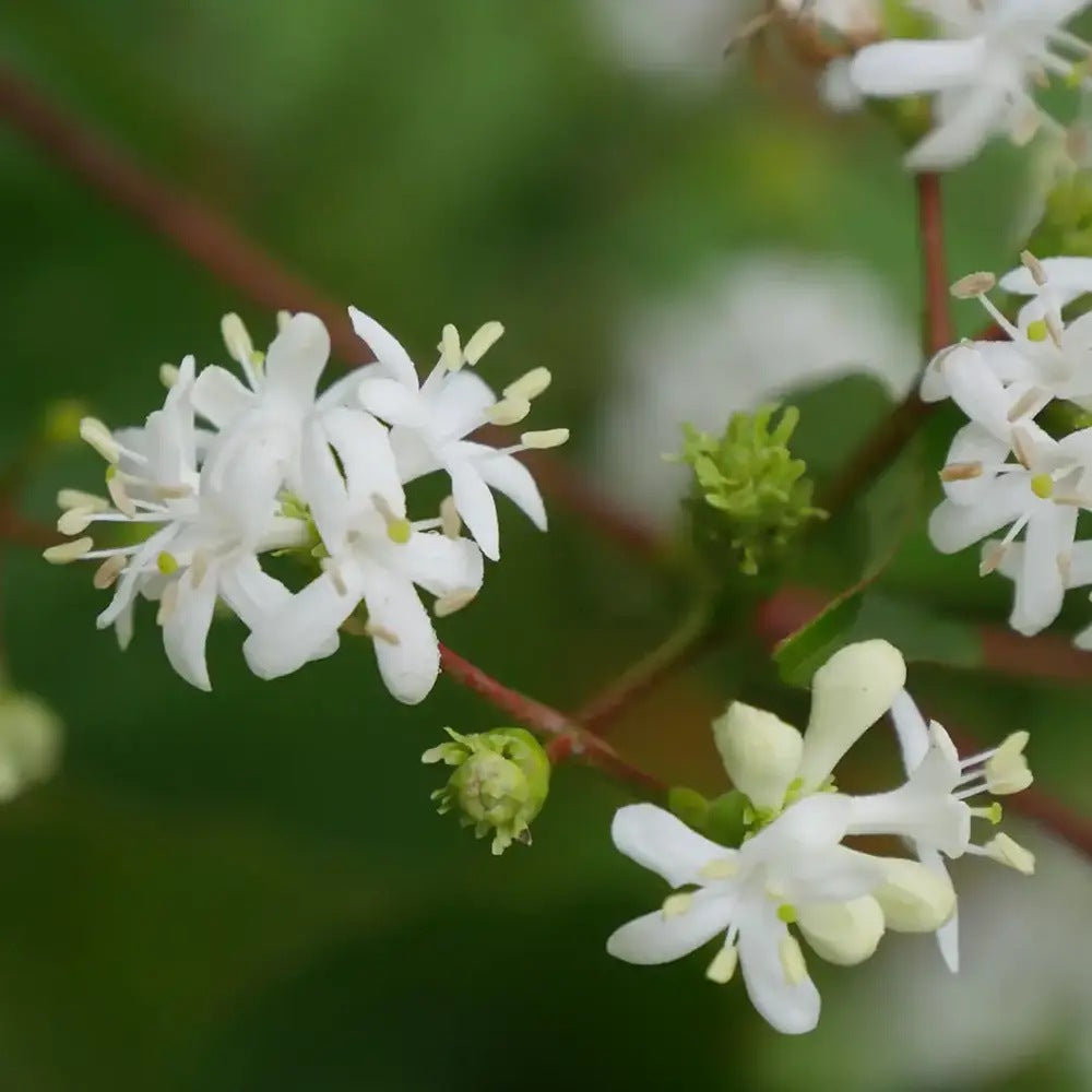 Arborele celor sapte fii (Heptacodium miconioides), arbust sau copac ornamental inalt, flori parfumate august septembrie, calicii rosii de toamna, rezistent la ger