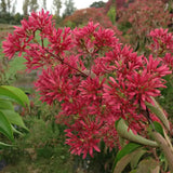 Arborele celor sapte fii (Heptacodium miconioides), arbust sau copac ornamental inalt, flori parfumate august septembrie, calicii rosii de toamna, rezistent la ger