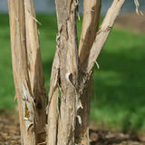 Arborele celor sapte fii (Heptacodium miconioides), arbust sau copac ornamental inalt, flori parfumate august septembrie, calicii rosii de toamna, rezistent la ger