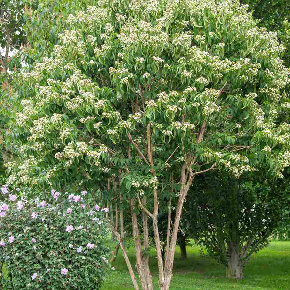 Arborele celor sapte fii (Heptacodium miconioides), arbust sau copac ornamental inalt, flori parfumate august septembrie, calicii rosii de toamna, rezistent la ger