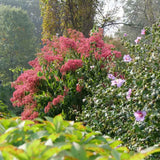 Arborele celor sapte fii (Heptacodium miconioides), arbust sau copac ornamental inalt, flori parfumate august septembrie, calicii rosii de toamna, rezistent la ger