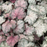 Clopotel purpuriu (Heuchera) Pinky Panky, frunzis spectaculos cu tonuri roz, argintii si purpurii, semiumbra, flori rosii