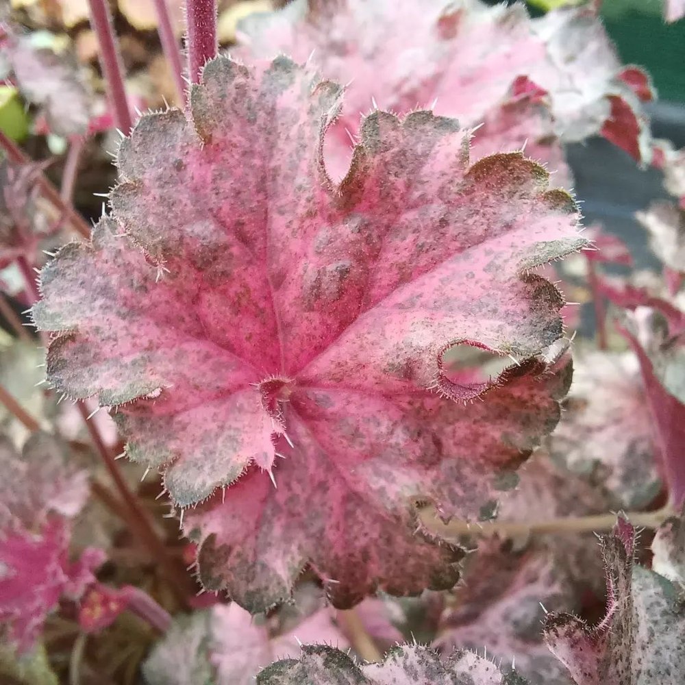 Clopotel purpuriu (Heuchera) Pinky Panky, frunzis spectaculos cu tonuri roz, argintii si purpurii, semiumbra, flori rosii