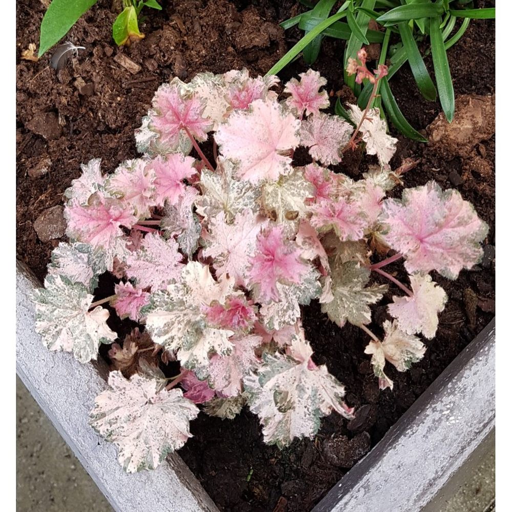 Clopotel purpuriu (Heuchera) Pinky Panky, frunzis spectaculos cu tonuri roz, argintii si purpurii, semiumbra, flori rosii