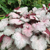 Clopotel purpuriu (Heuchera) Pinky Panky, frunzis spectaculos cu tonuri roz, argintii si purpurii, semiumbra, flori rosii