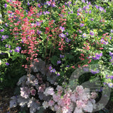 Clopotel purpuriu (Heuchera) Pinky Panky, frunzis spectaculos cu tonuri roz, argintii si purpurii, semiumbra, flori rosii