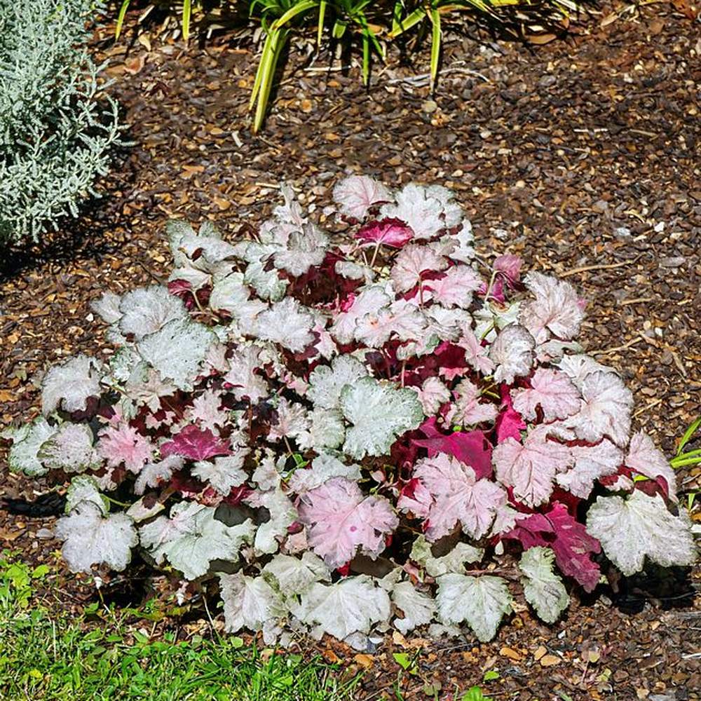 Clopotel purpuriu (Heuchera) Pinky Panky, frunzis spectaculos cu tonuri roz, argintii si purpurii, semiumbra, flori rosii