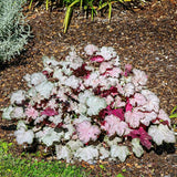 Clopotel purpuriu (Heuchera) Pinky Panky, frunzis spectaculos cu tonuri roz, argintii si purpurii, semiumbra, flori rosii