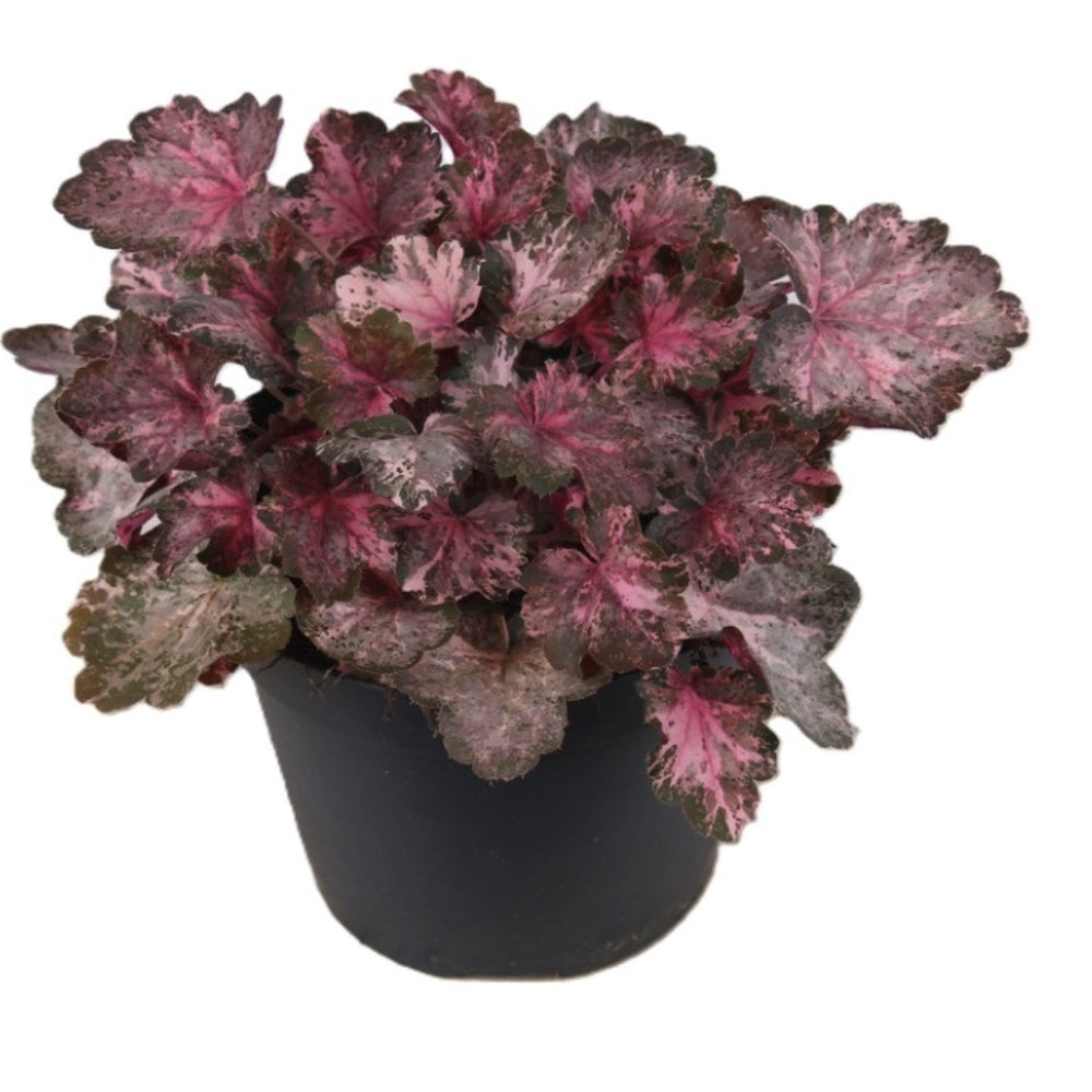 Clopotel purpuriu (Heuchera) Pinky Panky, frunzis spectaculos cu tonuri roz, argintii si purpurii, semiumbra, flori rosii