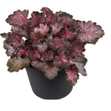 Clopotel purpuriu (Heuchera) Pinky Panky, frunzis spectaculos cu tonuri roz, argintii si purpurii, semiumbra, flori rosii