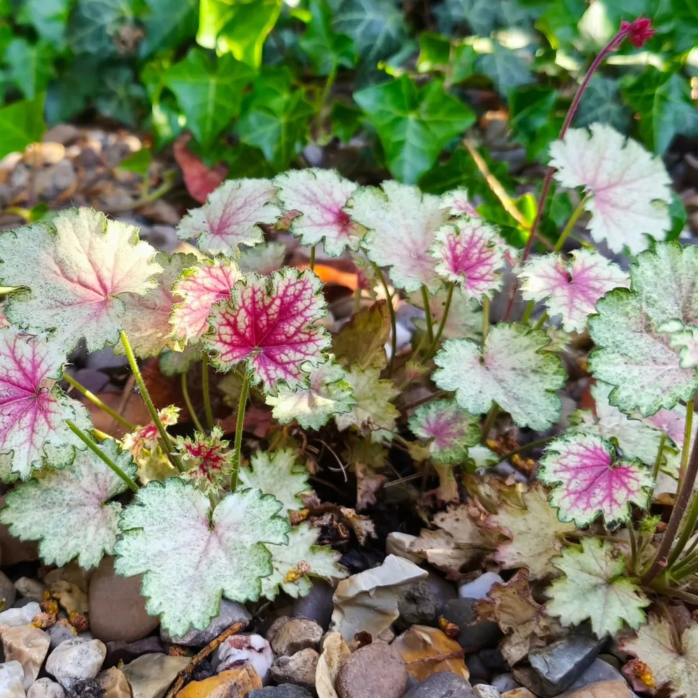 Clopotel purpuriu Heuchera Snowy Panky, frunze spectaculoase, aurii-verzui si nervuri rosii, semiumbra, flori rosii