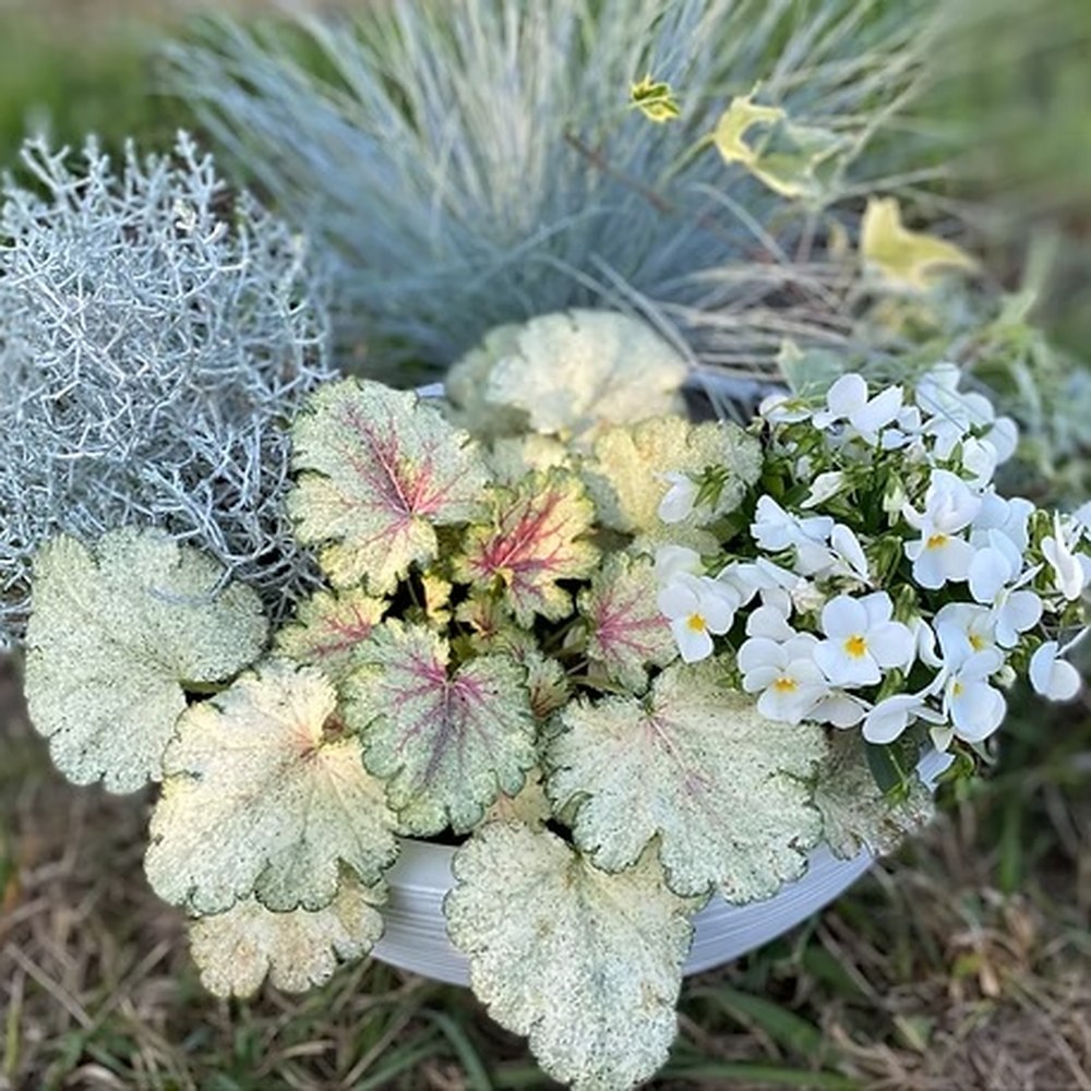 Clopotel purpuriu Heuchera Snowy Panky, frunze spectaculoase, aurii-verzui si nervuri rosii, semiumbra, flori rosii