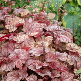 Clopotel purpuriu maro-caramel (Heuchera) Frosted Flame, frunze rosu-purpurii, semiumbra sau umbra