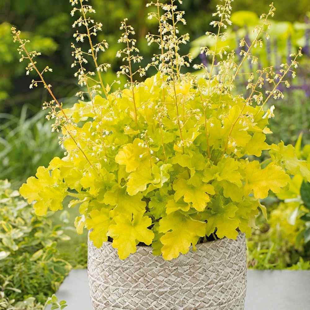 Clopotel purpuriu verde-lime (Heuchera) Lime Marmalade, acoperitor de sol