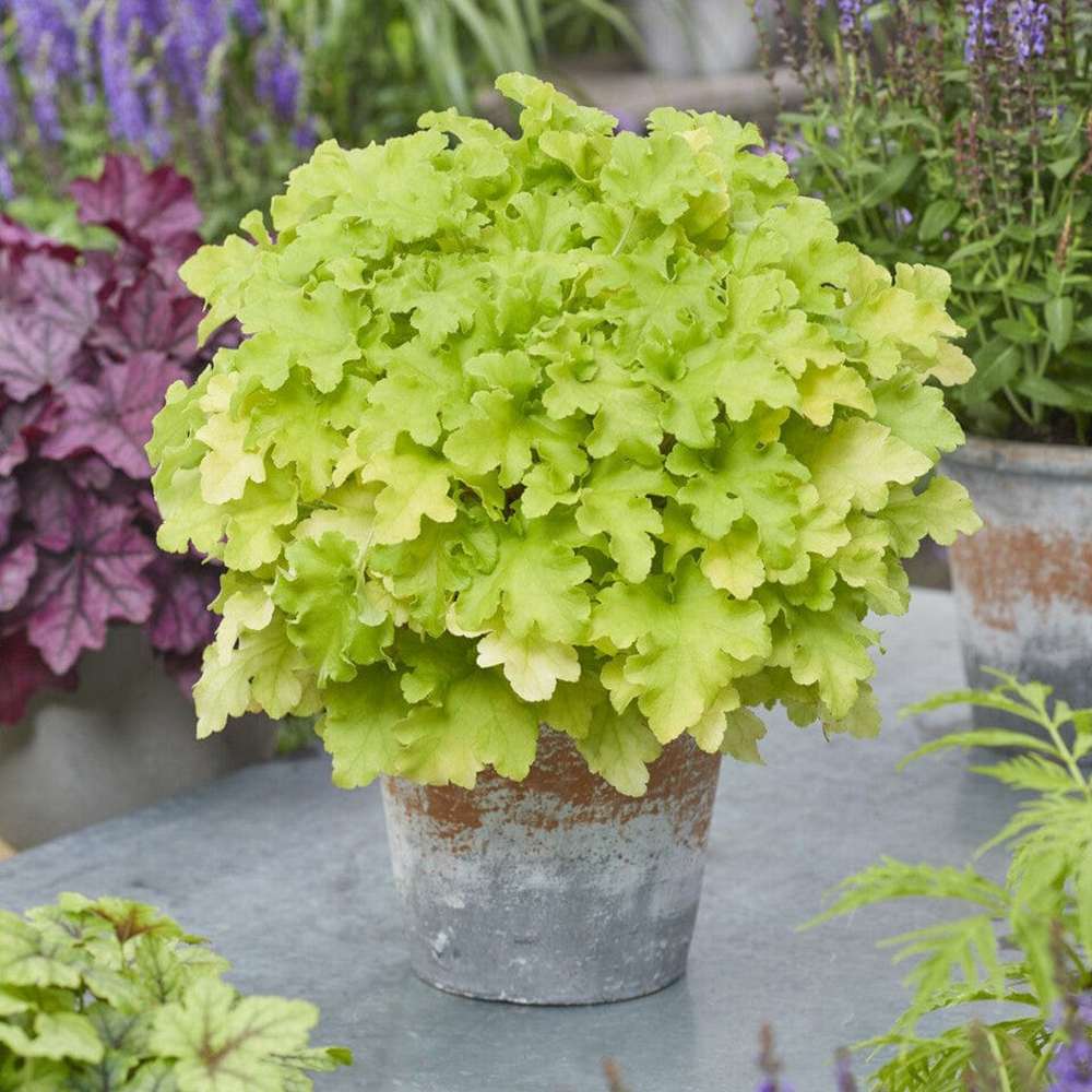 Clopotel purpuriu verde-lime (Heuchera) Lime Marmalade, acoperitor de sol