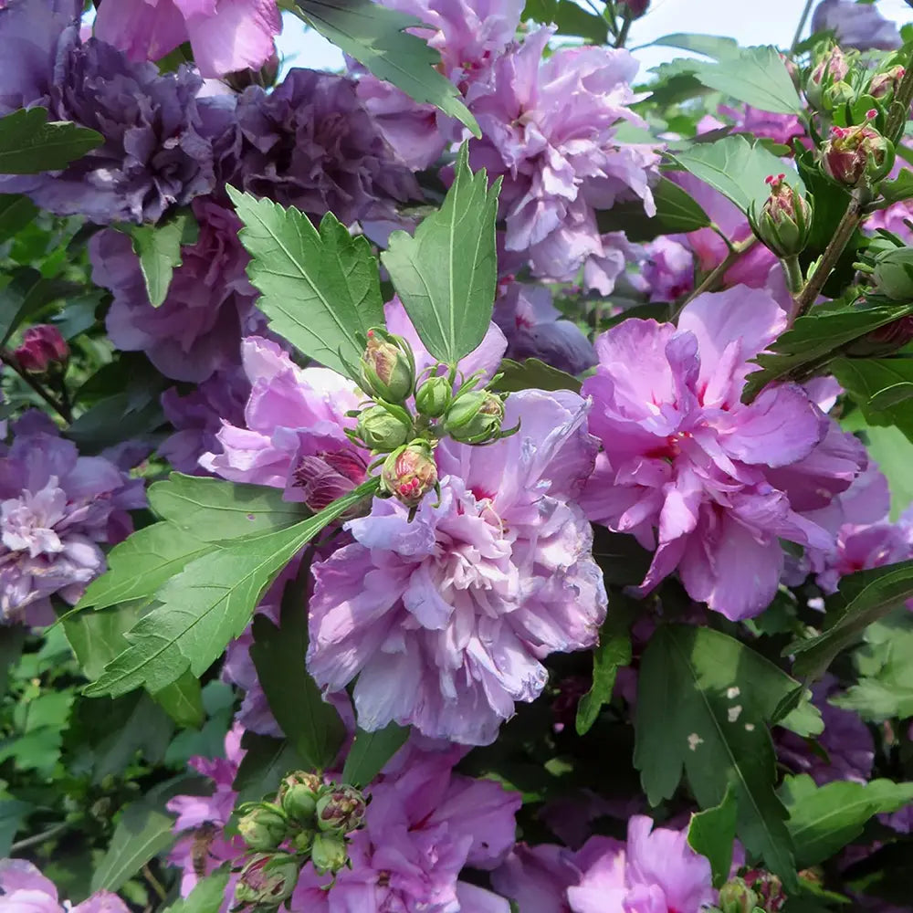 Hibiscus Ardens, arbust decorativ cu flori mov si inflorire lunga