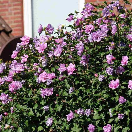 Hibiscus Ardens, arbust decorativ cu flori mov si inflorire lunga