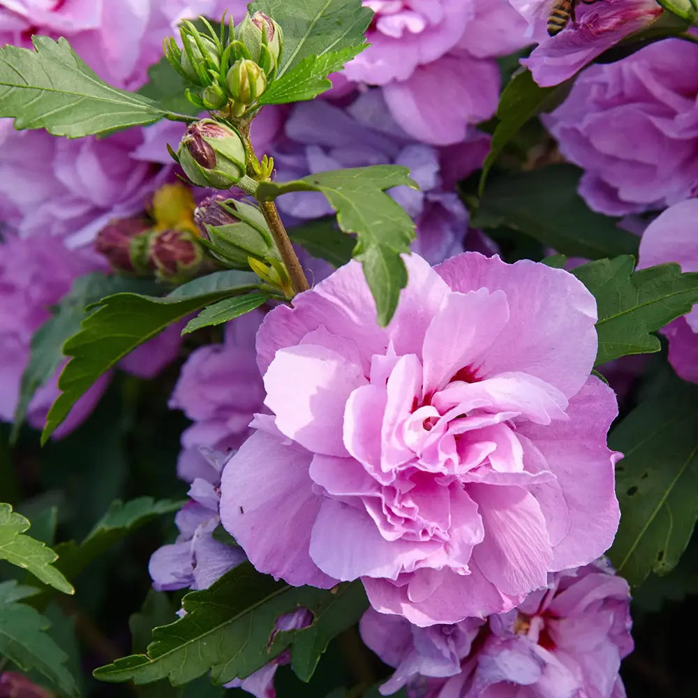 Hibiscus Ardens, arbust decorativ cu flori mov si inflorire lunga