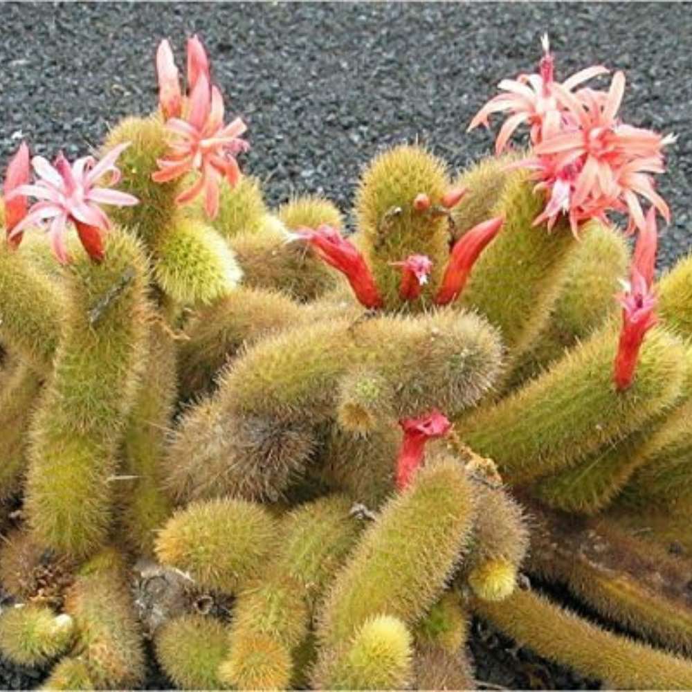 Cactus Coada de Maimuta Crestata (Hildewintera Aureispina Cristata), planta de interior decorativa, forma unica - 20 cm
