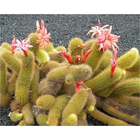 Cactus Coada de Maimuta Crestata (Hildewintera Aureispina Cristata), planta de interior decorativa, forma unica - 20 cm