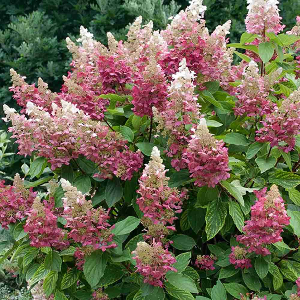 Hortensie de Gradina Candlelight, cu flori crem-roz, inflorire vara-toamna, planta decorativa de gradina