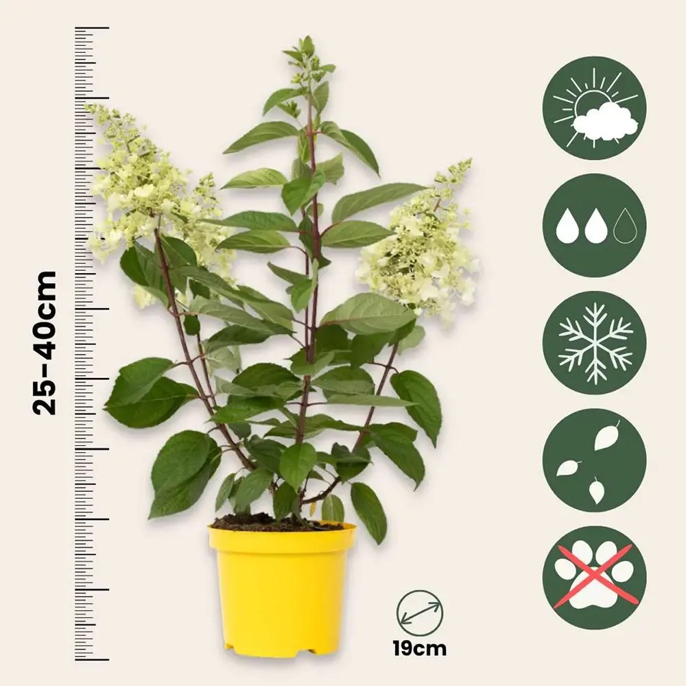 Hortensie de Gradina Candlelight, cu flori crem-roz, inflorire vara-toamna, planta decorativa de gradina