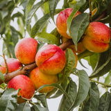 Nectarin pitic Prunus persica Nucipersica, pom fructifer compact, nectarine dulci, pentru ghiveci