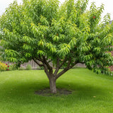 Nectarin pitic Prunus persica Nucipersica, pom fructifer compact, nectarine dulci, pentru ghiveci