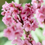 Nectarin pitic Prunus persica Nucipersica, pom fructifer compact, nectarine dulci, pentru ghiveci
