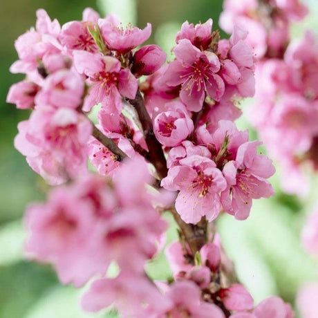 Nectarin pitic Prunus persica Nucipersica, pom fructifer compact, nectarine dulci, pentru ghiveci