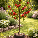 Nectarin pitic Prunus persica Nucipersica, pom fructifer compact, nectarine dulci, pentru ghiveci